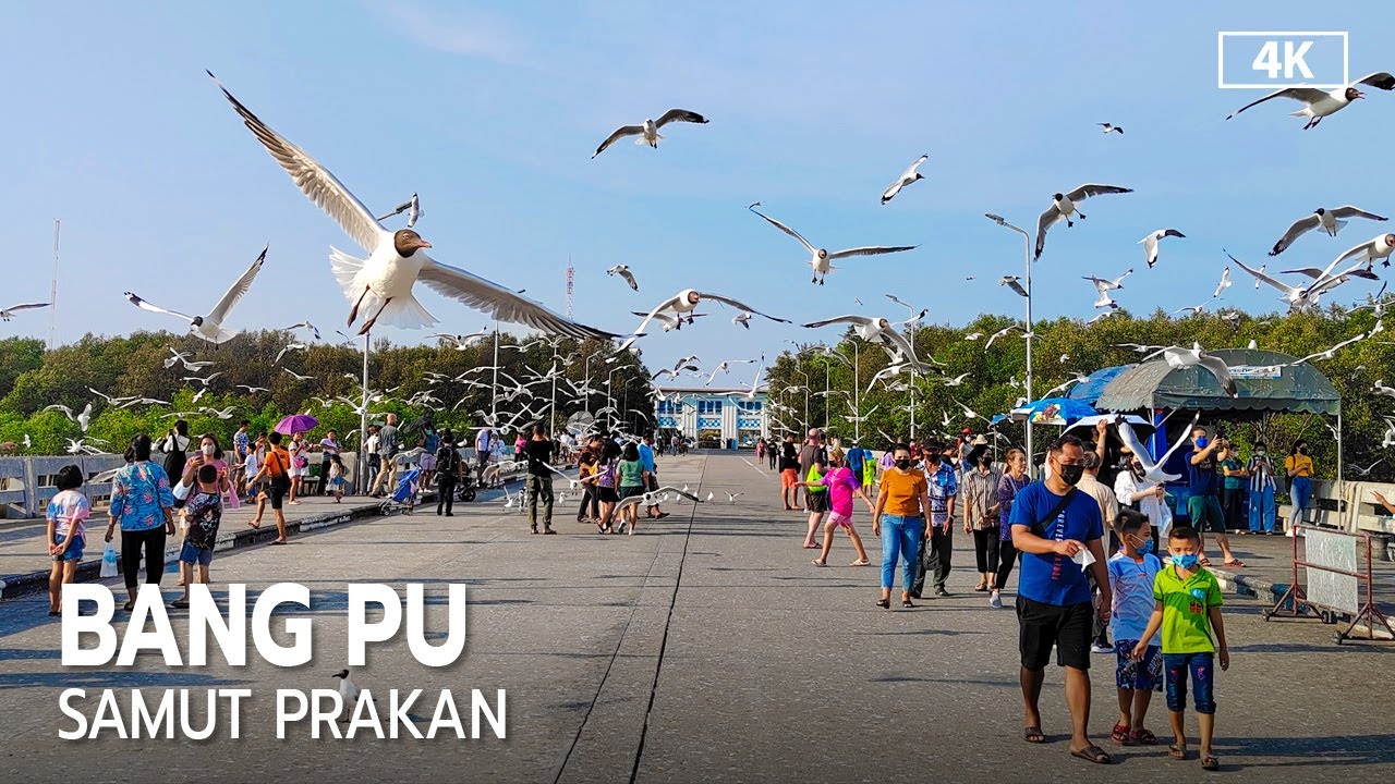 Amazing Seagulls at Bang Pu Samut Prakan near Bangkok 2023 [4K]