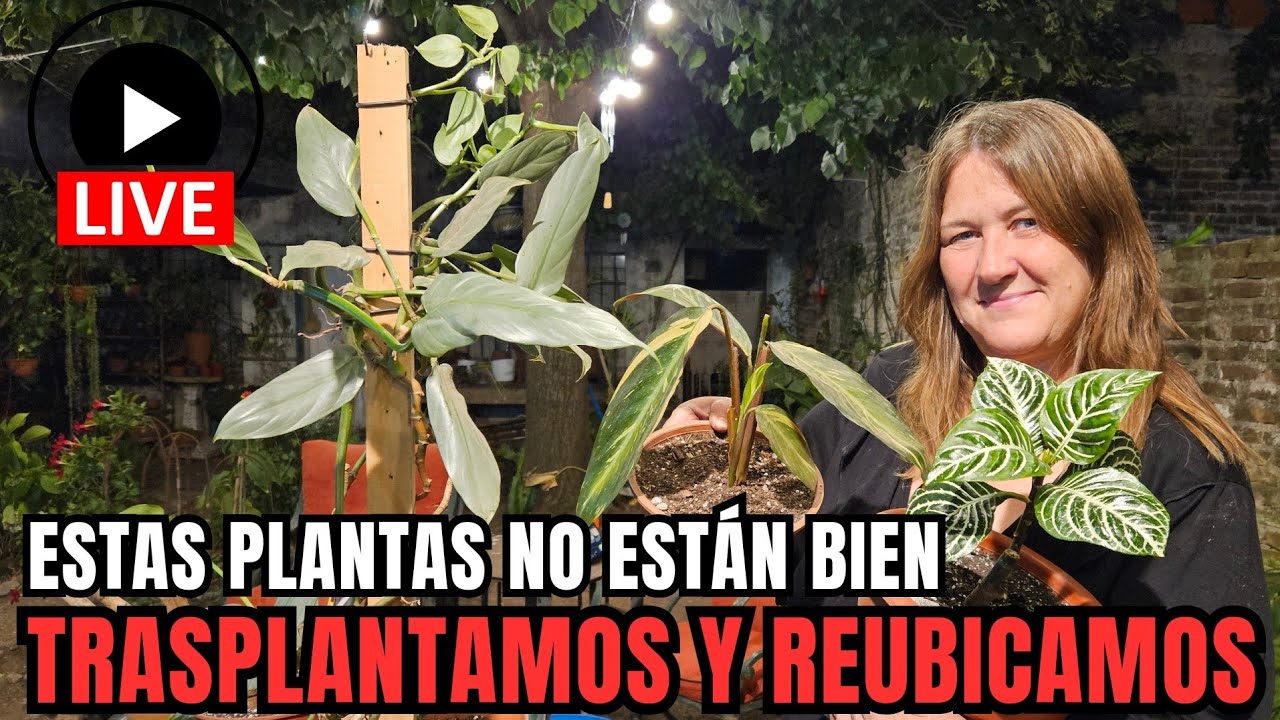 Plantas que no se están dando bien