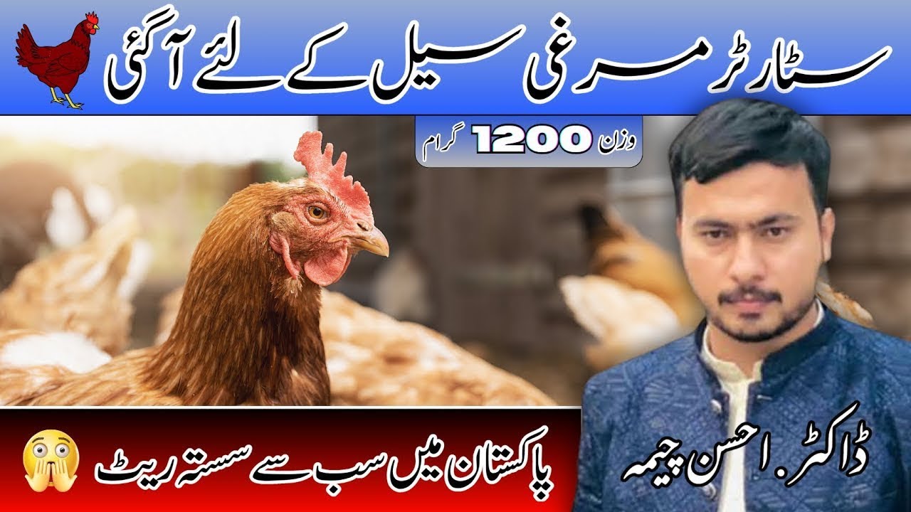 Golden (desi murgi ) poultry farming Pakistan golden misri eggs lying in sail Pakistan 
