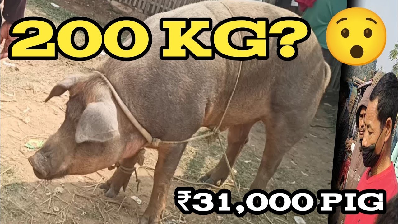 150 KG নে 200 KG? Giant Pig Weight Test । Darangiri Market ₹31,000