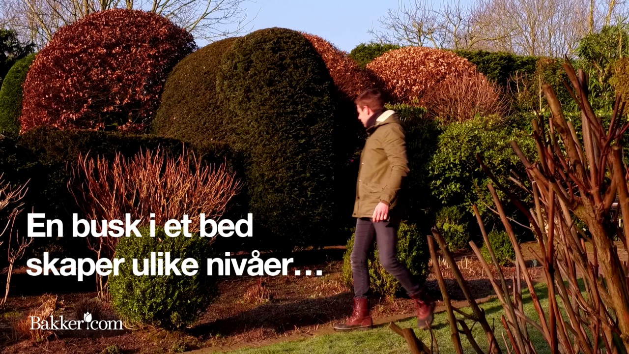 Hagetips: Slik rammer du inn hagen din med busker og tr&aelig;r