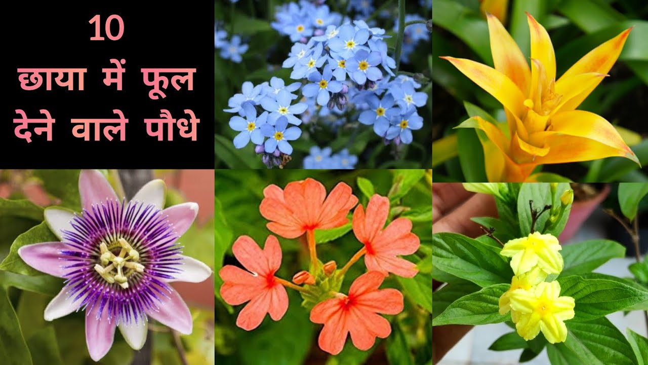 बारिश के मौसम में तुरंत लगाएं 11बिना धूप छाया में खिलने वाले फूल, Monsoon special 11 Indoor flowers