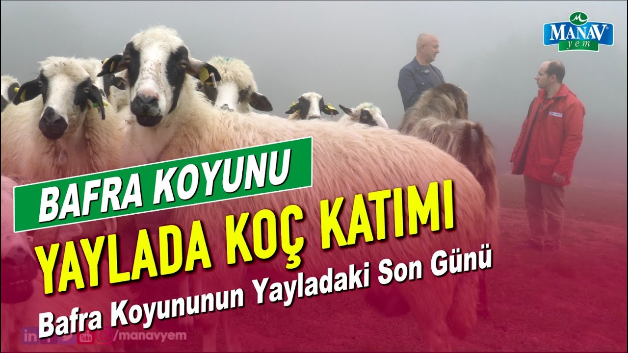 Bafra Koyunu | Yaylada Koç Katımı | Bafra Koyununun Yayladaki Son Günü
