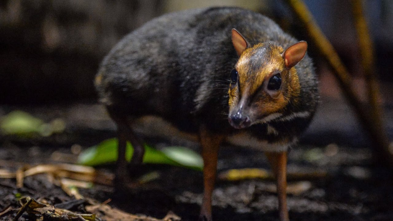 Rare Philippine Mouse Deer Born At Zoo Is The Size Of A Christmas Ornament