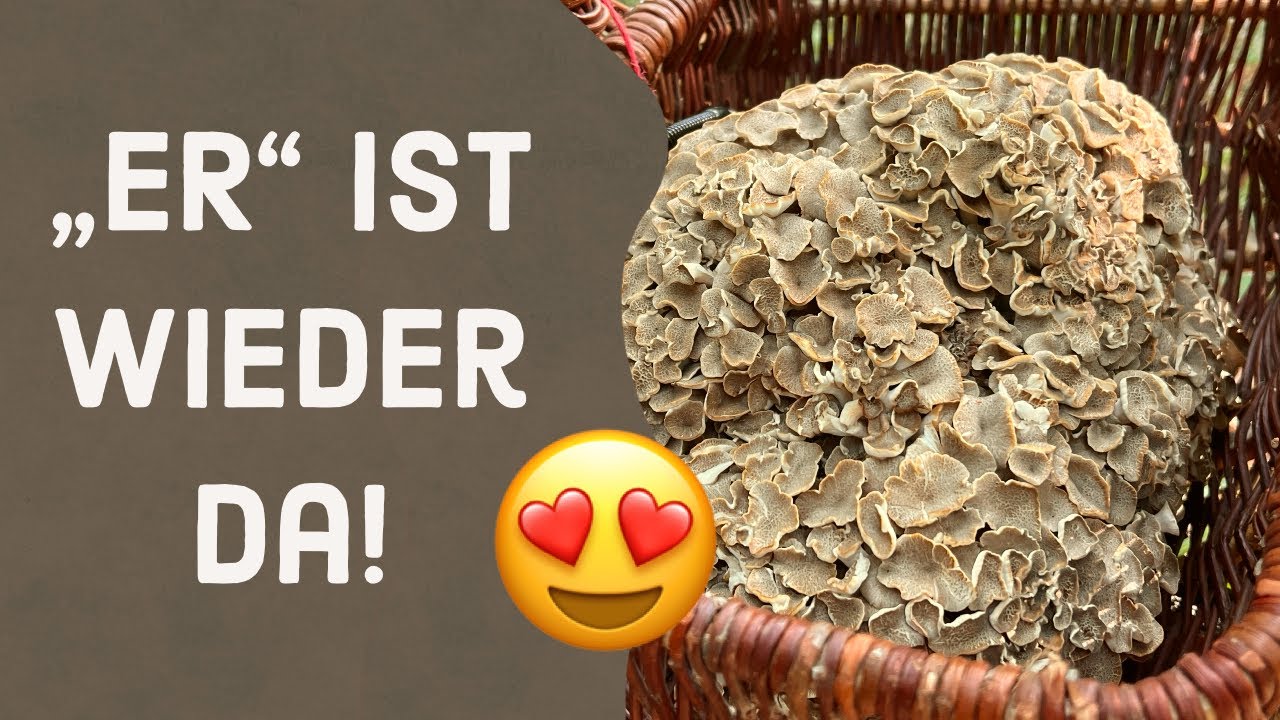 PILZE IM JUNI 2022 – Teil 2 (Eichhase)
