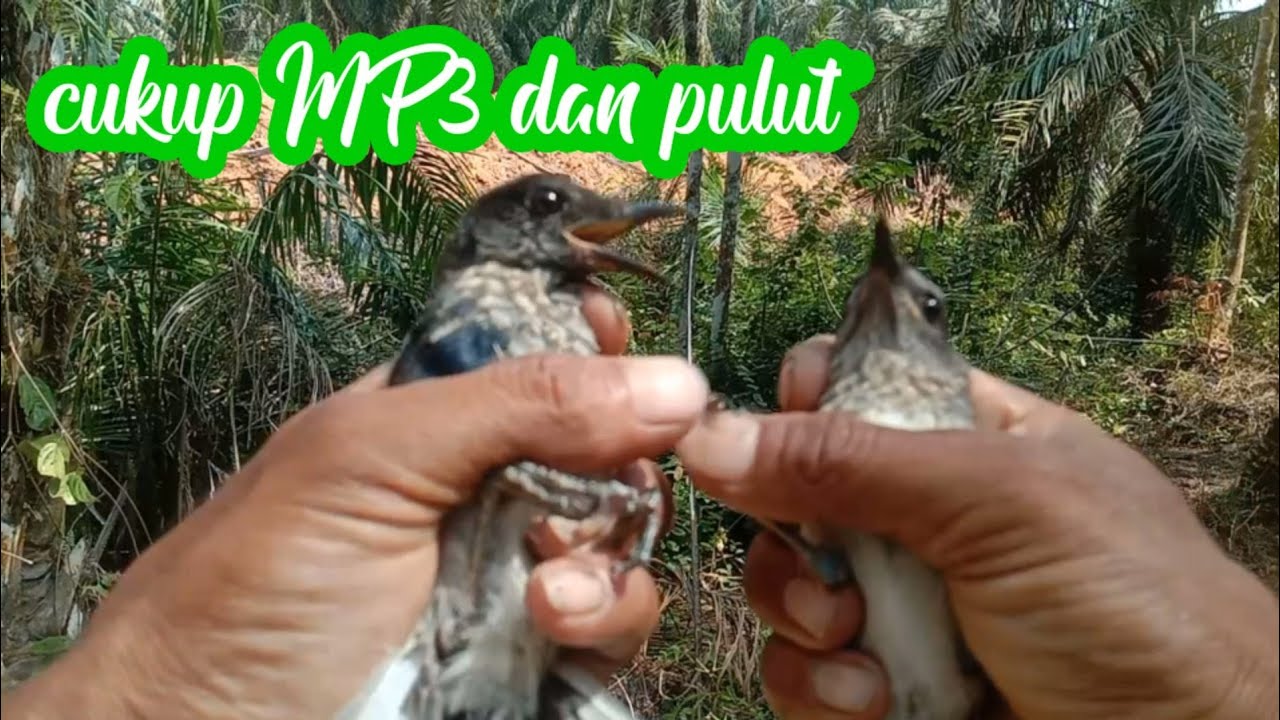 Mikat kacer anakan. cukup MP3 dan pulut.