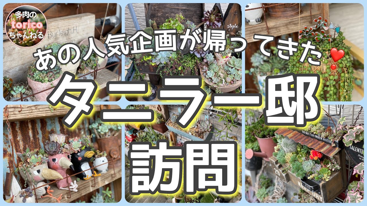 【人気企画】久しぶりのタニラー邸訪問❣️東京まで行っちゃったよ〜😆見所満載多肉御殿✨✨