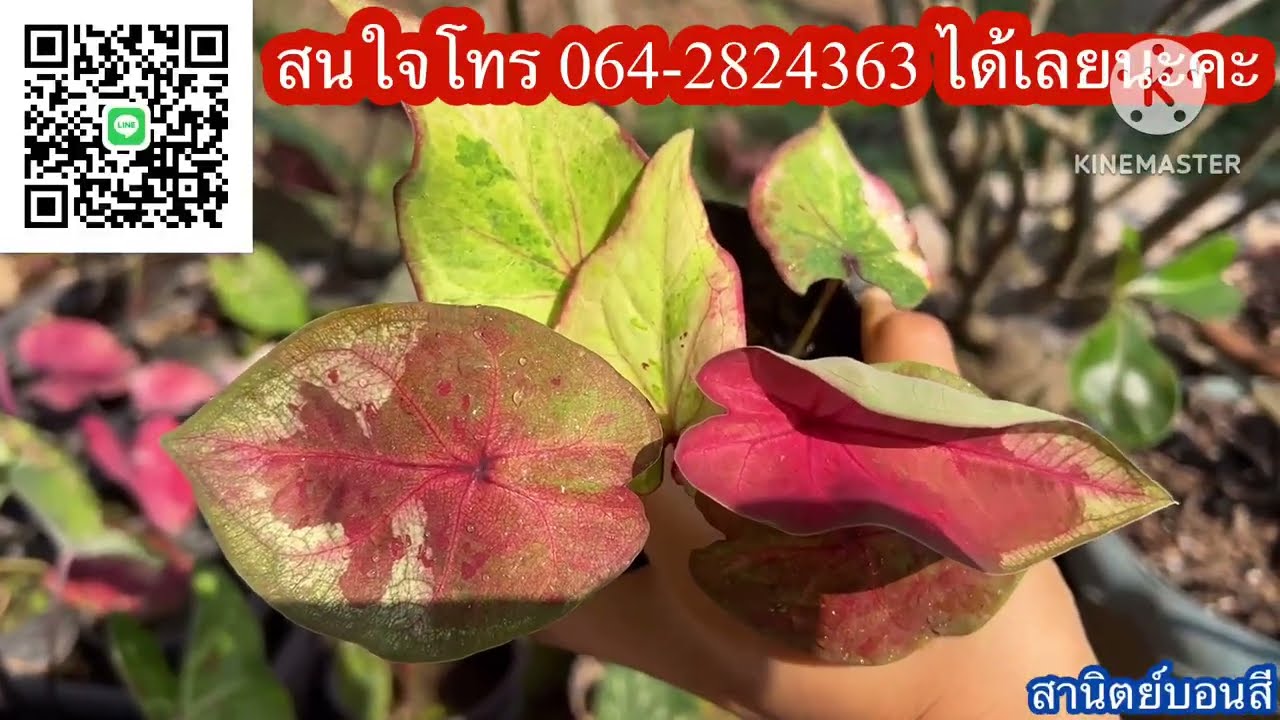 Ep.1258❤️🪴บอนสีสวยๆ มาแล้ว ☎️โทร064-2824363