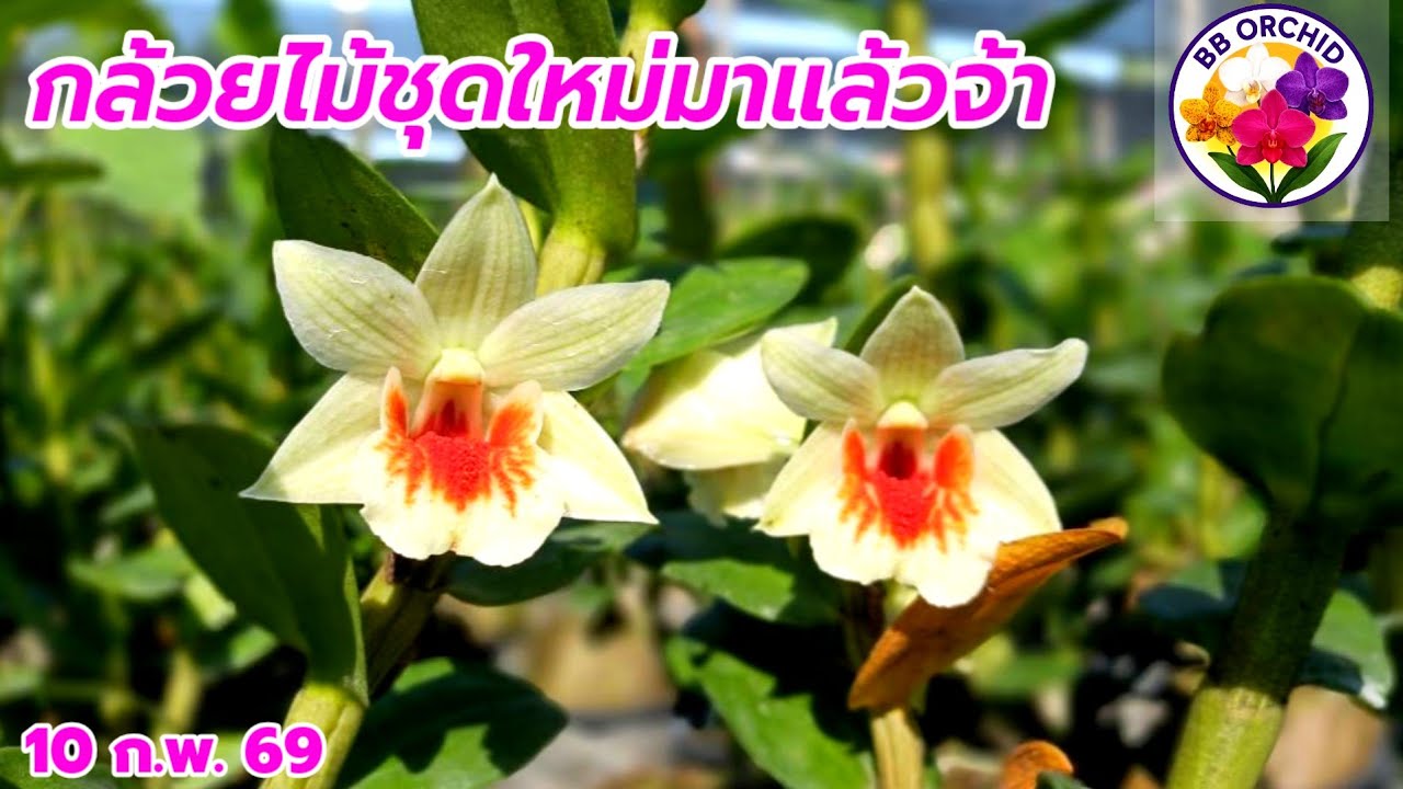 EP.75 กล้วยไม้ติดดอก กล้วยไม้หายาก #กล้วยไม้  #orchid 