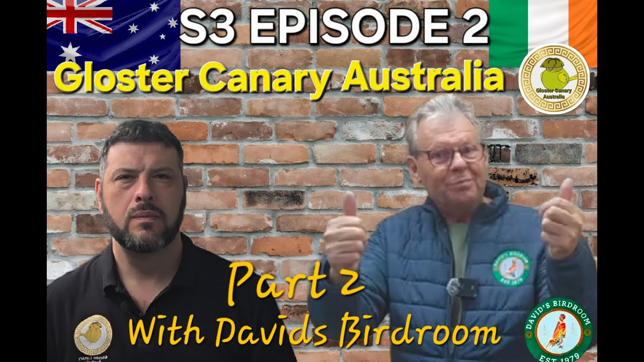 Episode - 2 S3 Gloster Canary Australia Davids Birdroom Part 2
