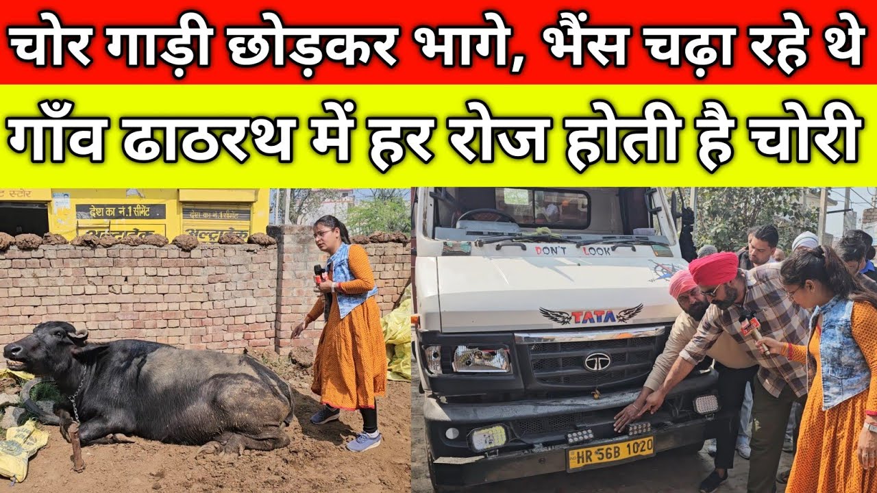 चोर गाड़ी छोड़कर भागे, भैंस चढ़ा रहे थे, गाँव ढाठरथ में हर रोज होती है चोरी, पुलिस पर गंभीर आरोप