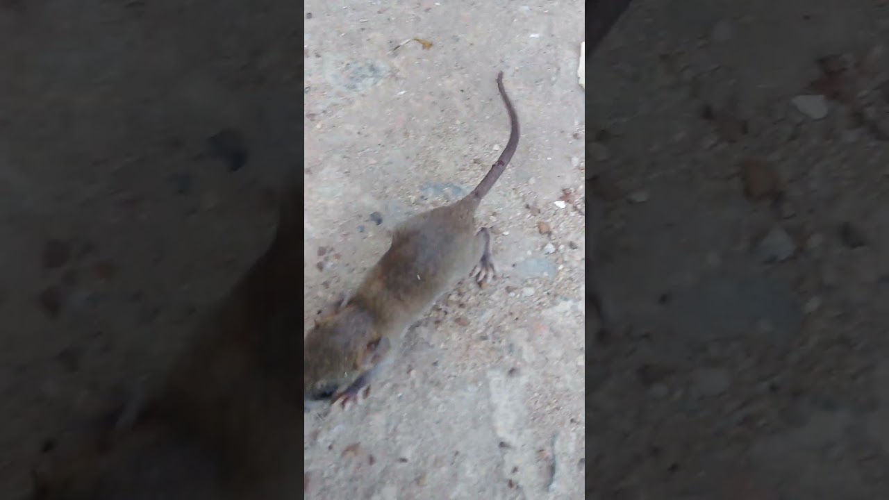 Mouse Sound #shorts