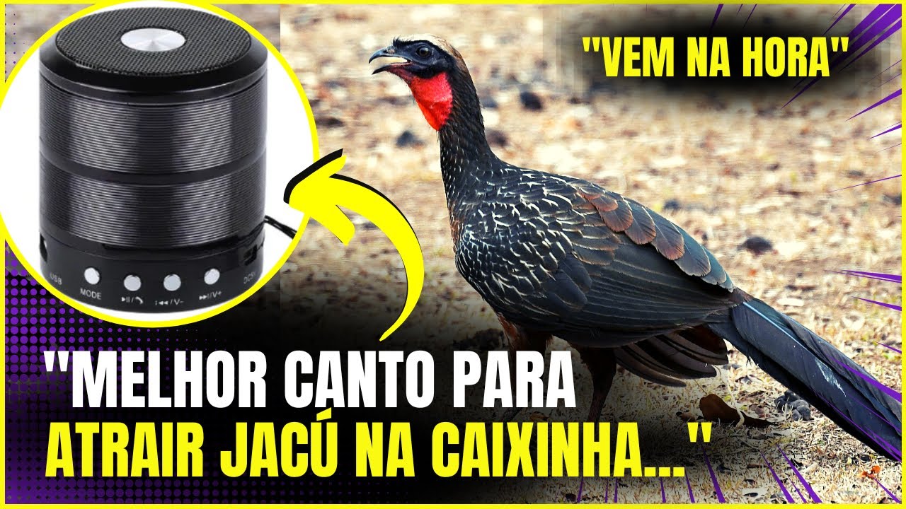MELHOR CANTO PARA ATRAIR JACU NA CAIXINHA DE SOM