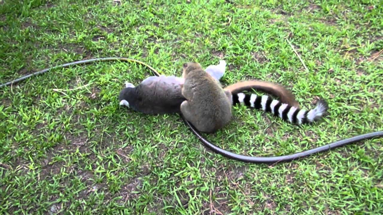 LEMUR LOVE !