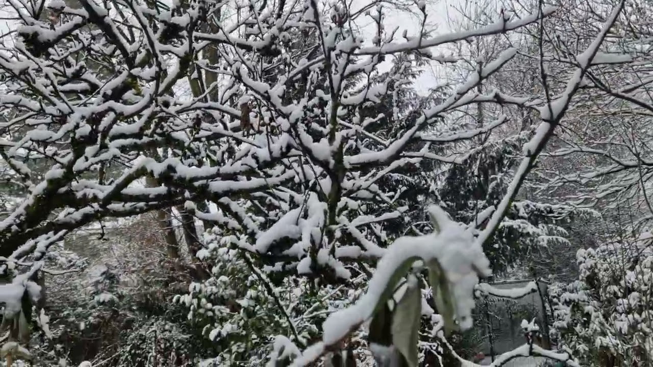 A James Grieve apple tree in a light snow shower on the afternoon of Friday 13th February 2026