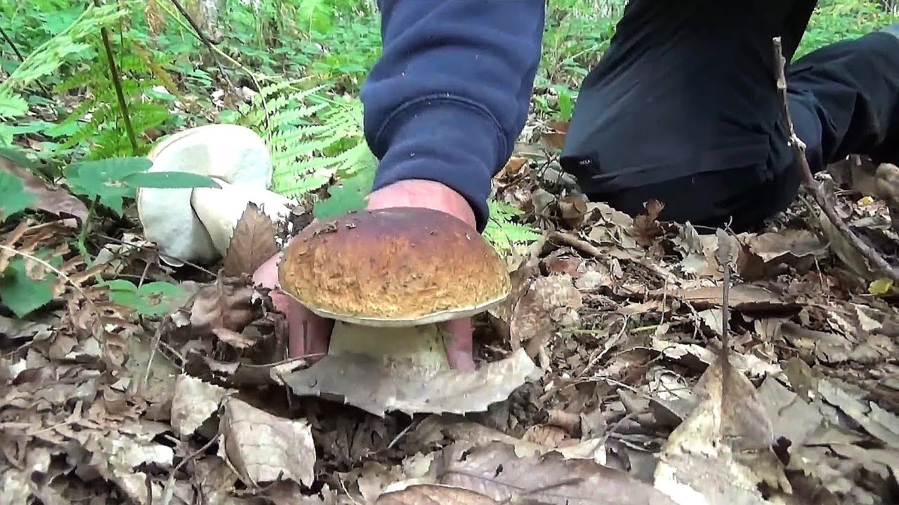 FUNGHI PORCINI... LA MAGIA DEI PRUNI O ROVI🍄🌿🍄