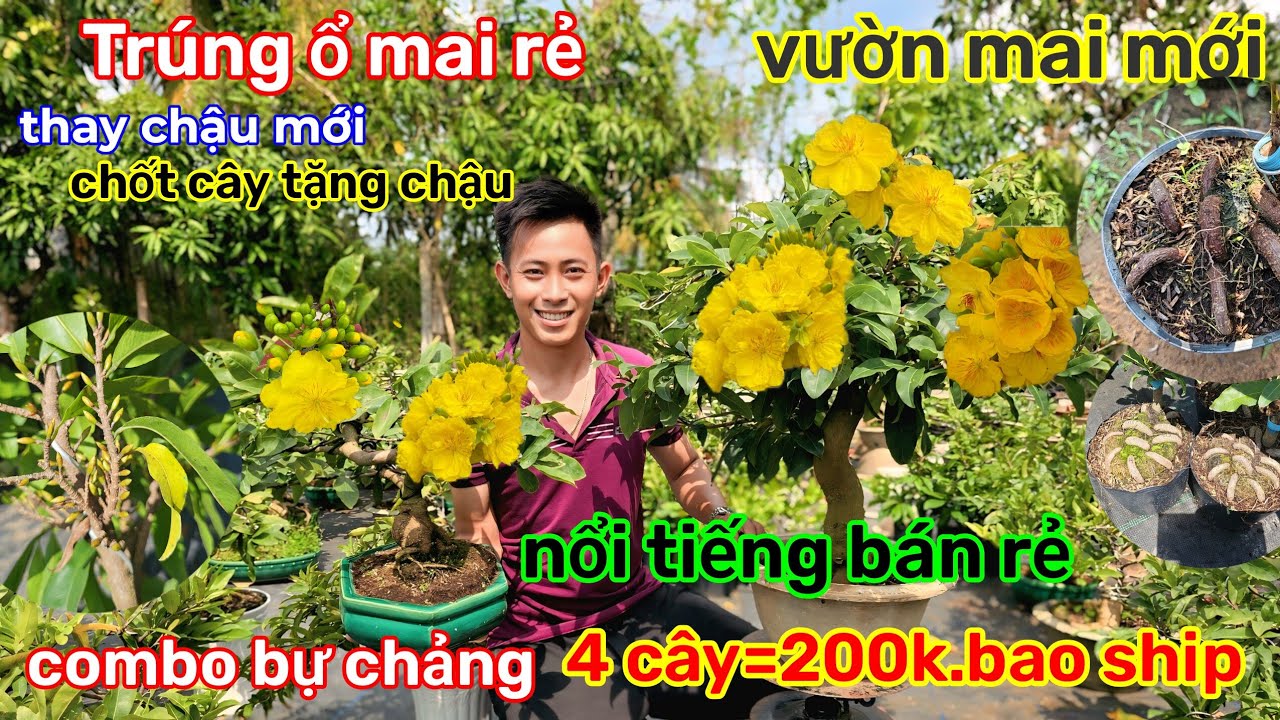 🌲21/1☎️vườn mai anh Vinh☎️mai chơi tết🌲vườn mai mới🌲xả giá siêu mềm🌲vườn còn nhiều quá 
