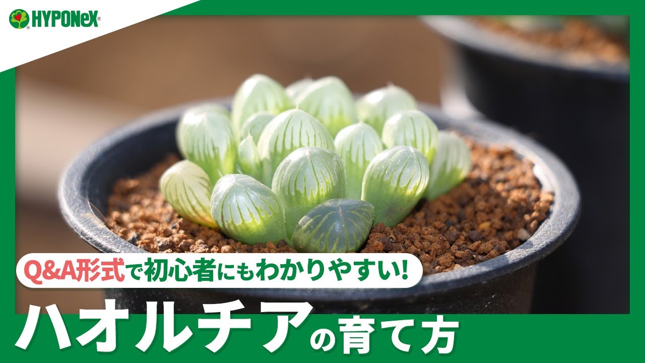 ☘:229 【Q&A】ハオルチアの育て方｜どんな場所で育てたらよいの？水やりや肥料、増やし方もご紹介｜【PlantiaQ&A】植物の情報、育て方をQ&A形式でご紹介