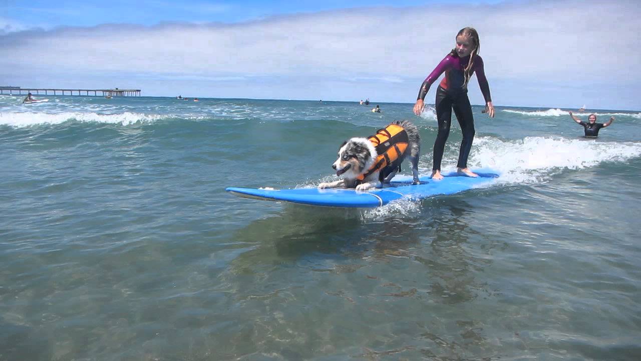 Urban Surf 4 Kids/So Cal Surf Dogs