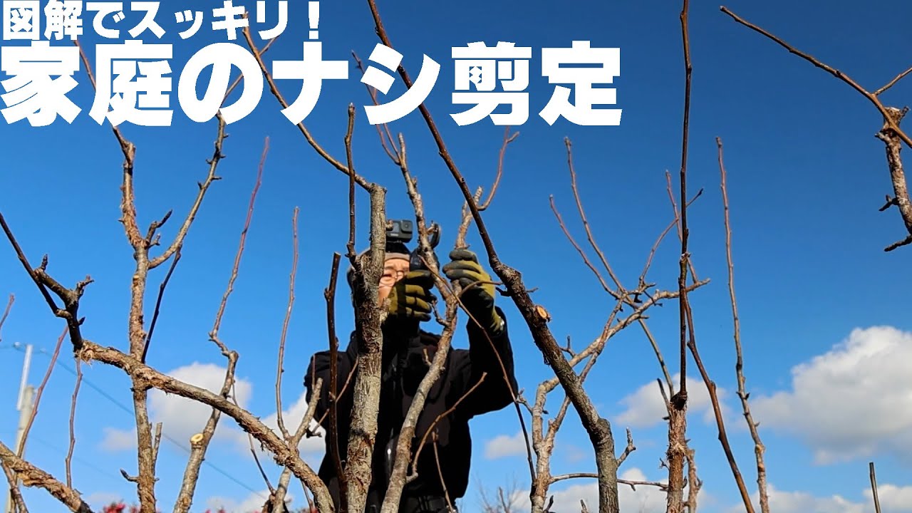 【図解】立木の家庭ナシのスッキリ剪定（ナシ・カリン他）