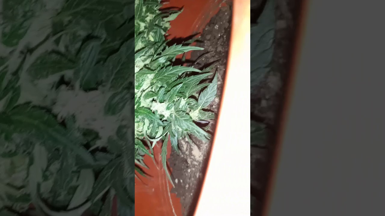 super skunk!!