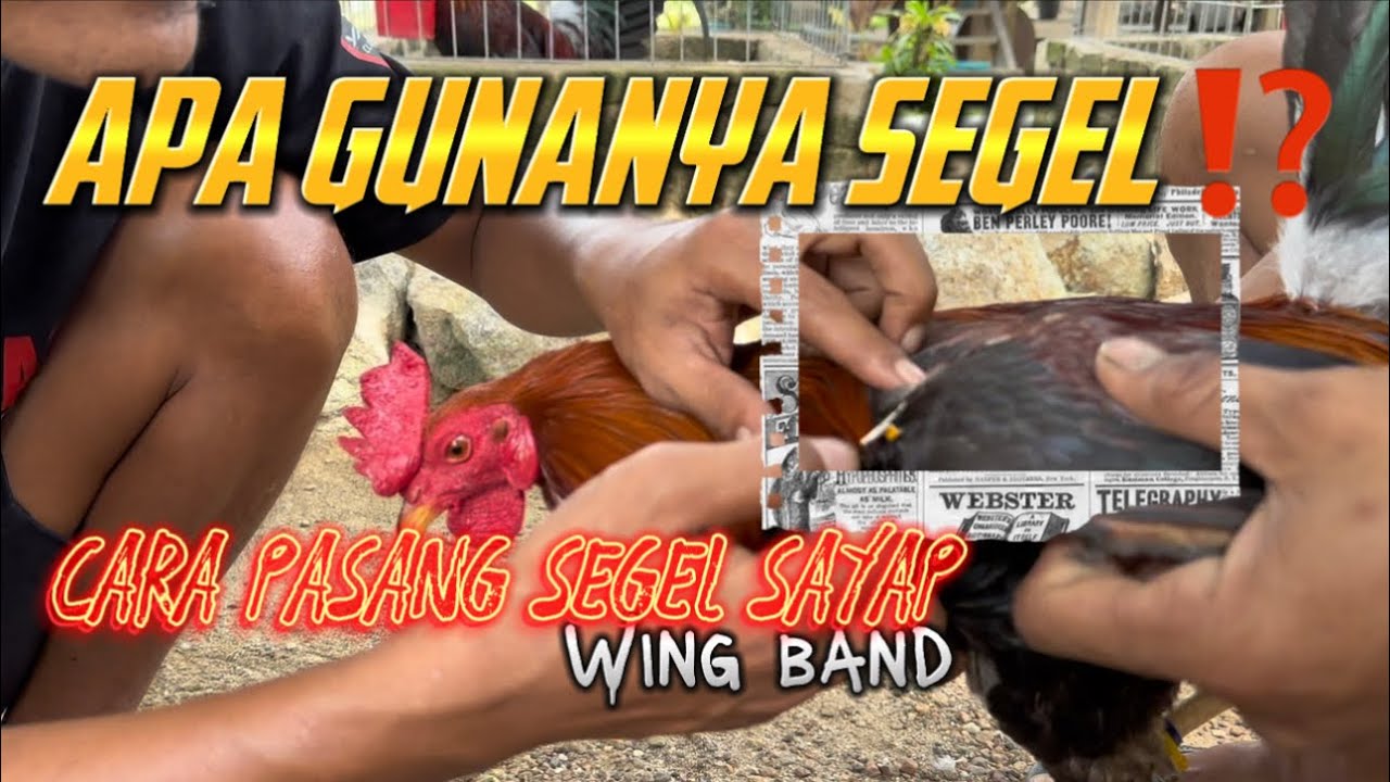 Cara Pasang Segel Ayam ❗️ SEGEL SAYAP & SEGEL KAKI