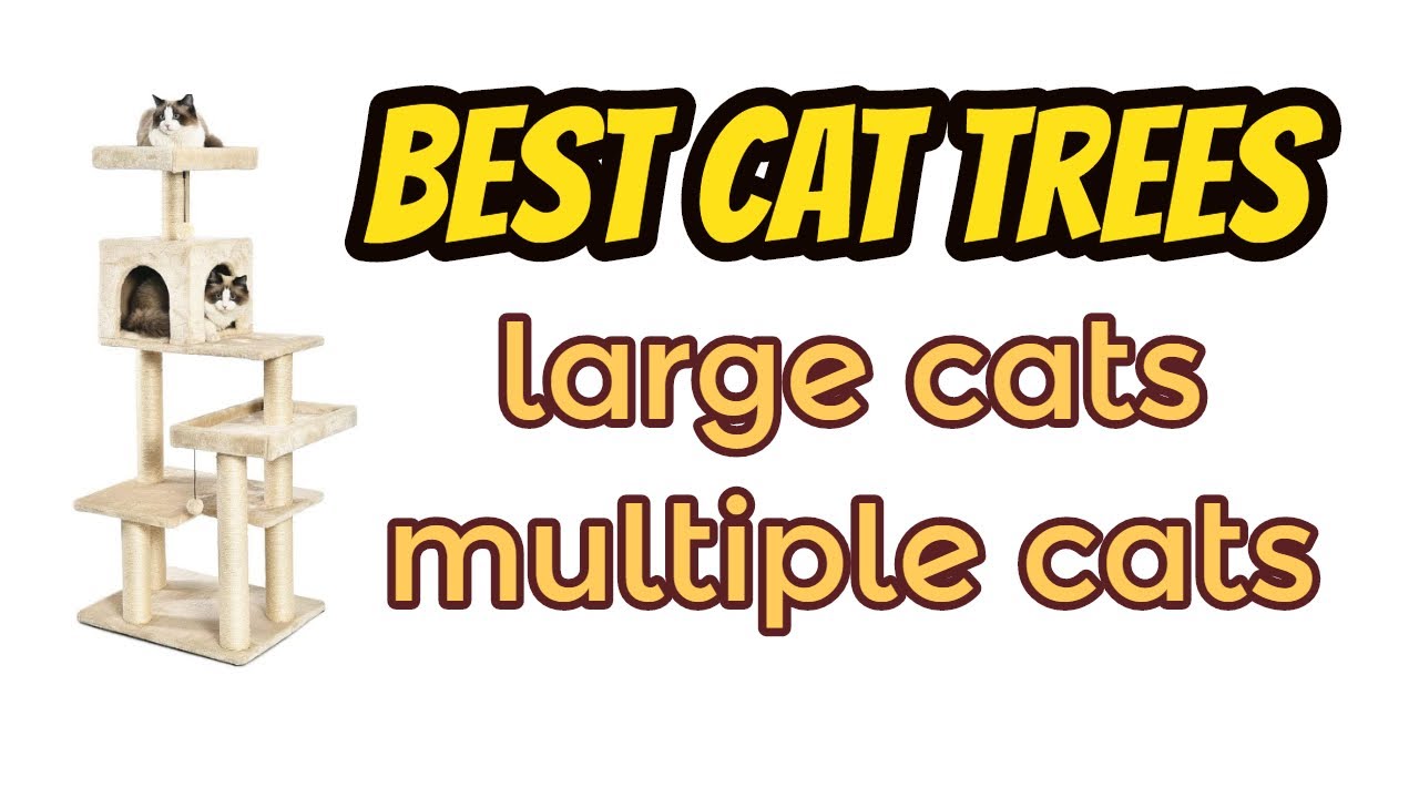Best Cat trees for Large or multiple cats