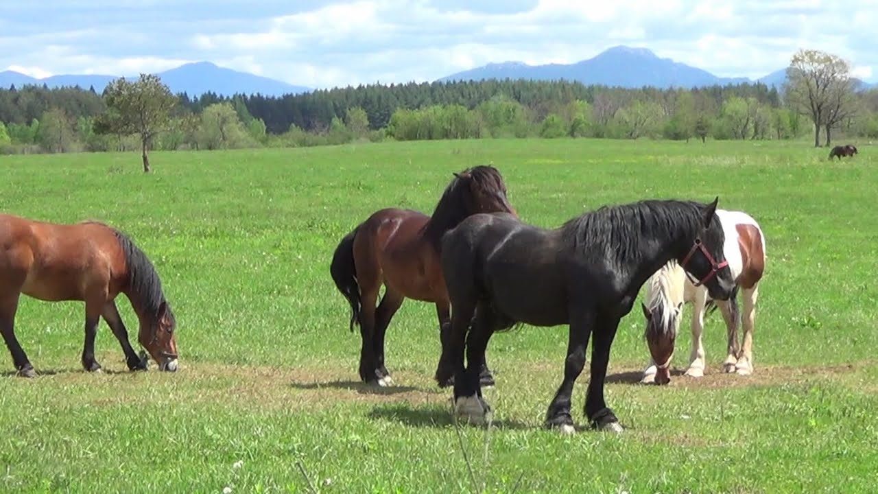 LIKA - LIČKO SELO ČITLUK KOJE JE PROGUTALA ŠUMA