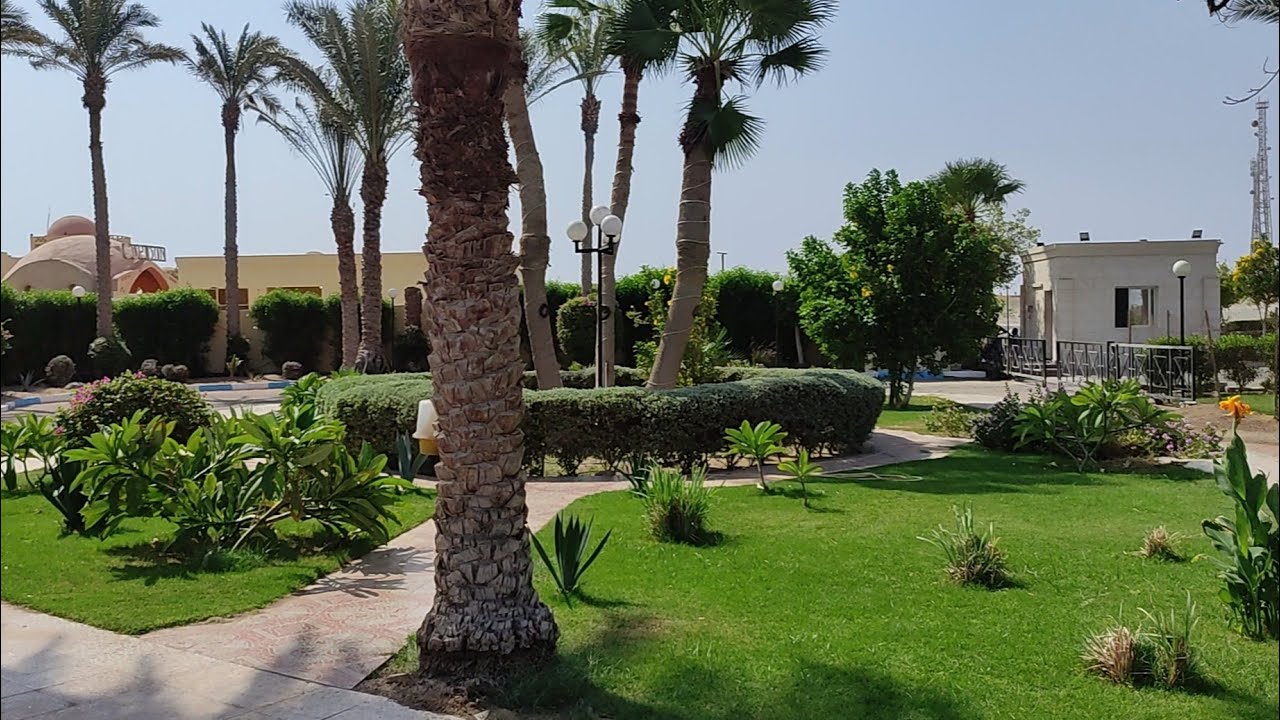 Afryka - Egipt zieleń w resorcie Blue reef w Marsa Alam 🤩👍💪