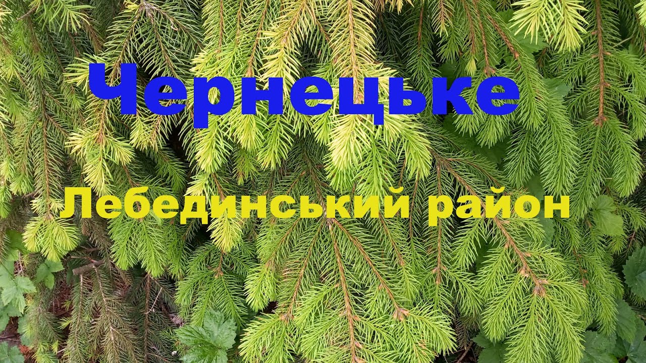 Село Чернецкое Лебединского района