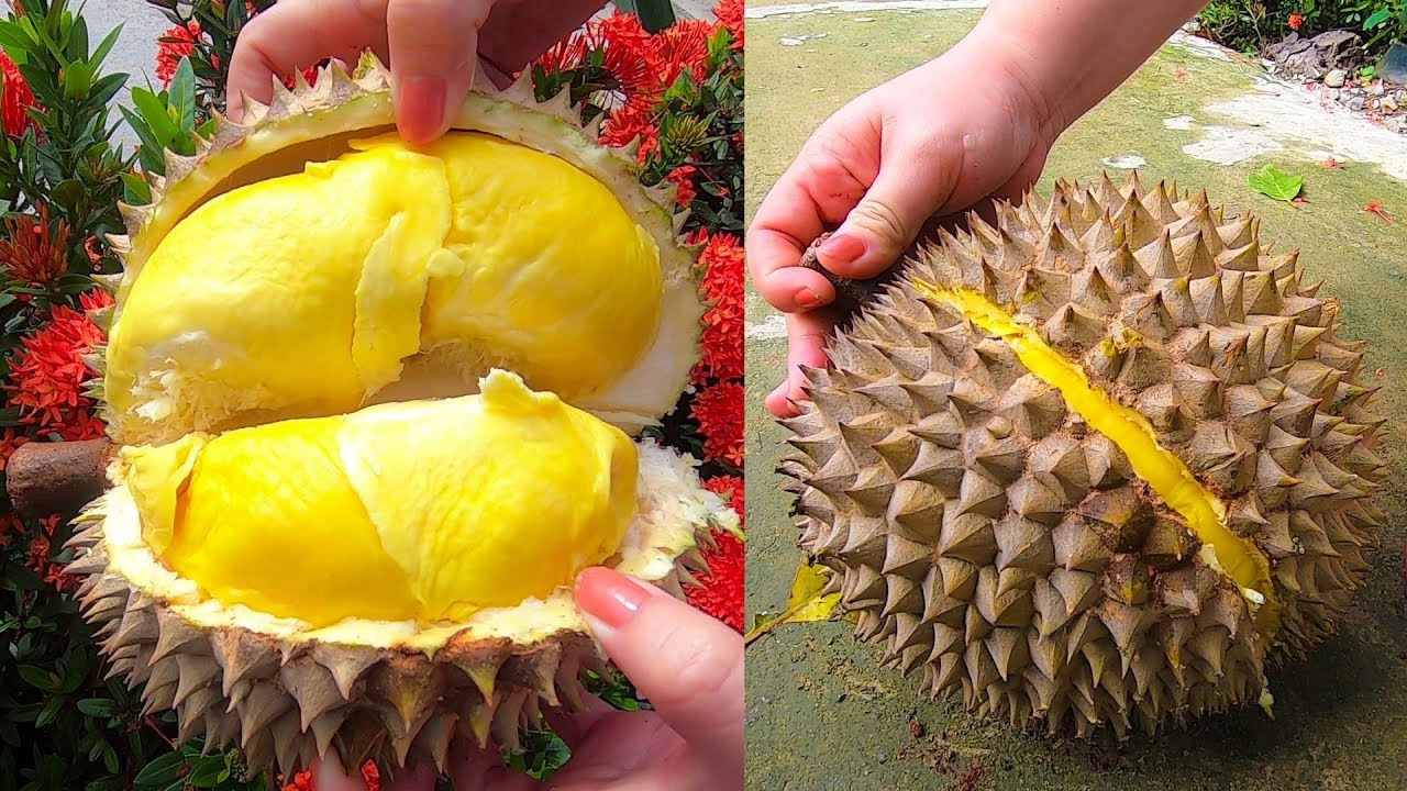 Quả sầu riêng chín cây rụng gốc không nhúng thuốc gửi từ Đaklak về Sài Gòn