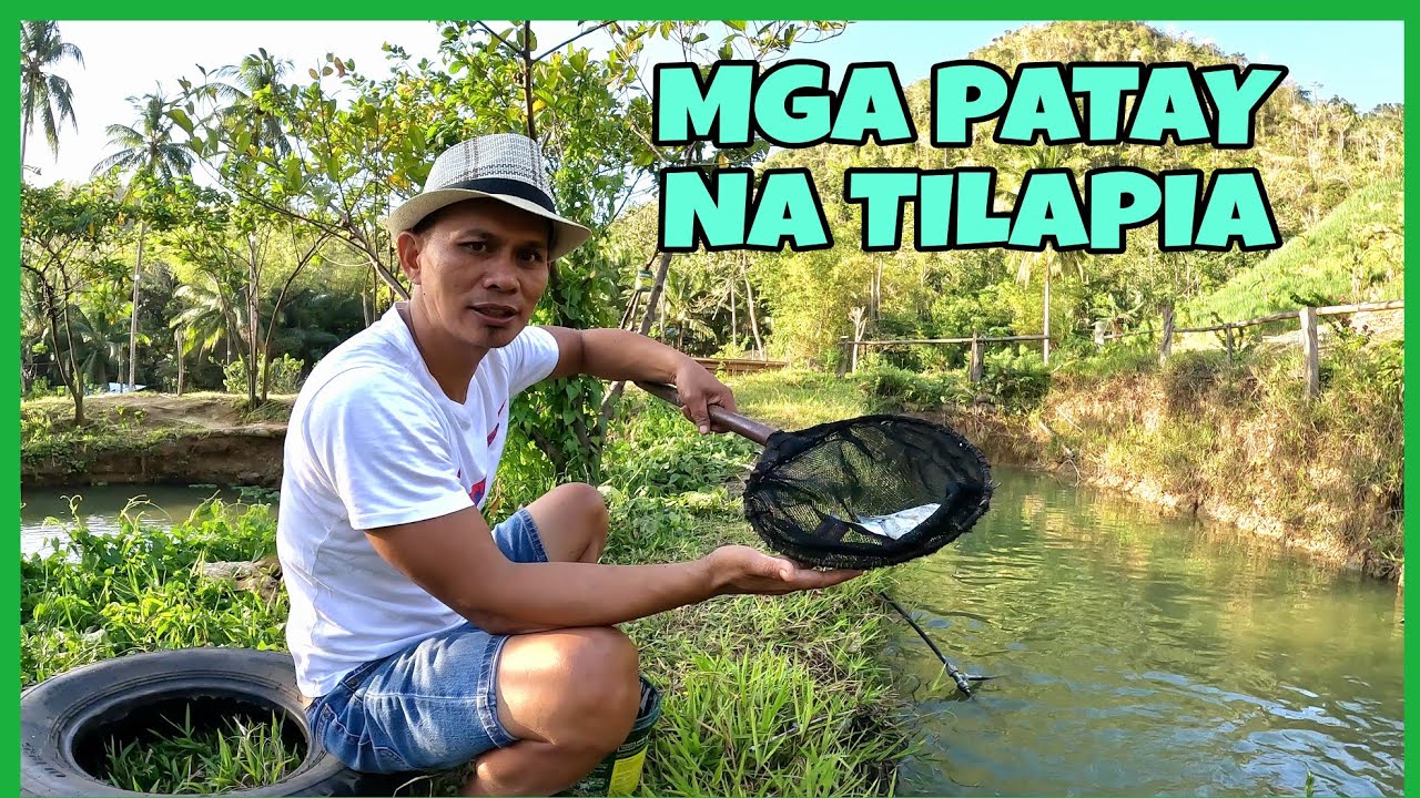 MGA IBON ANG NAKIKINABANG SA MGA PATAY NA TILAPIA! BAKIT NAMAMATAY ANG AMING MGA ISDA