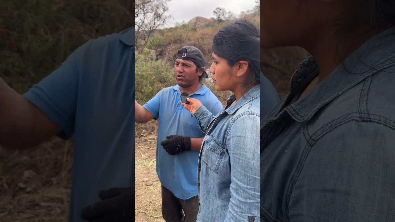 Haciendo silo de Ma&iacute;z en Saraguro