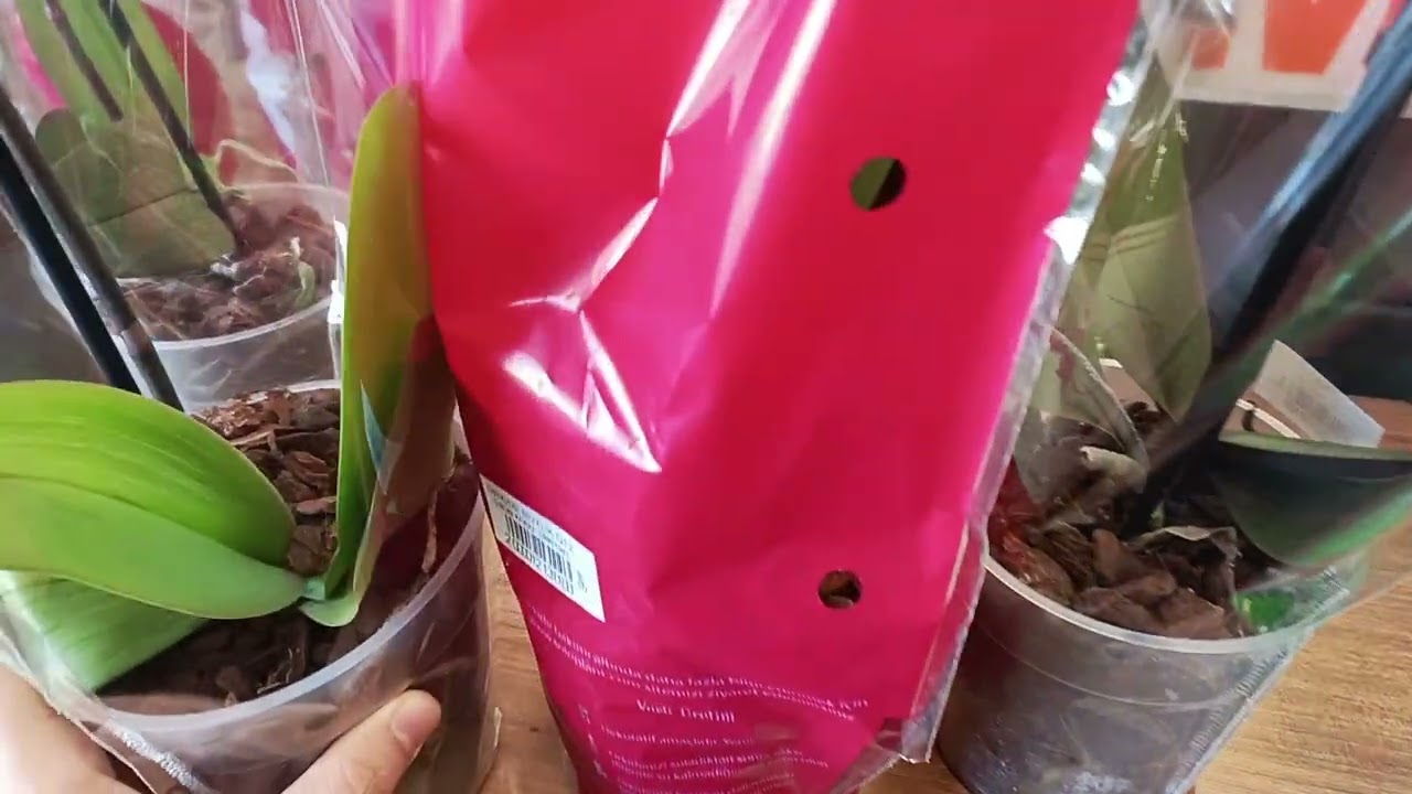 migros taki orkideleri inceliyoruz  #orkideler  #orkide #orkidebakımı #keşfet #keşfetteyiz #