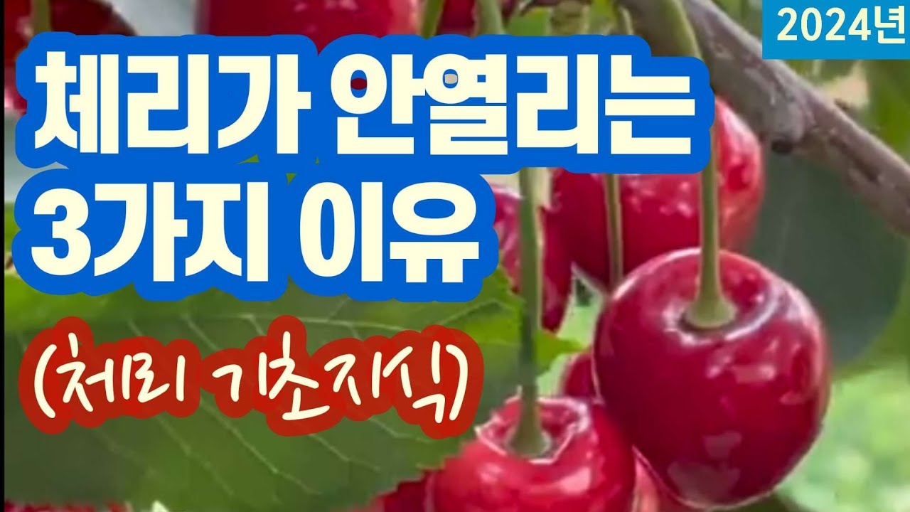 체리가 안열리는 3가지 이유 #체리재배 기초지식