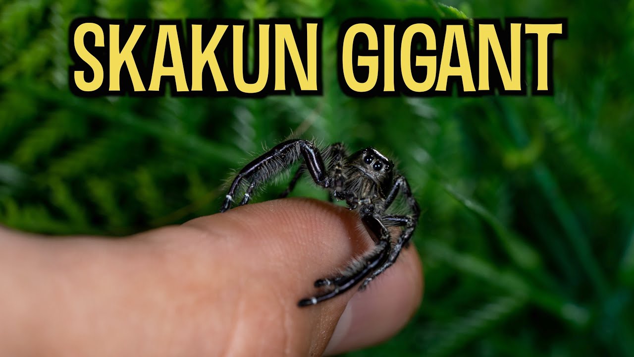 3 ŻYWE PACZKI! GIGANTYCZNY SKAKUN 🤯 Oraz nowe skorpiony i ptasznik 😍