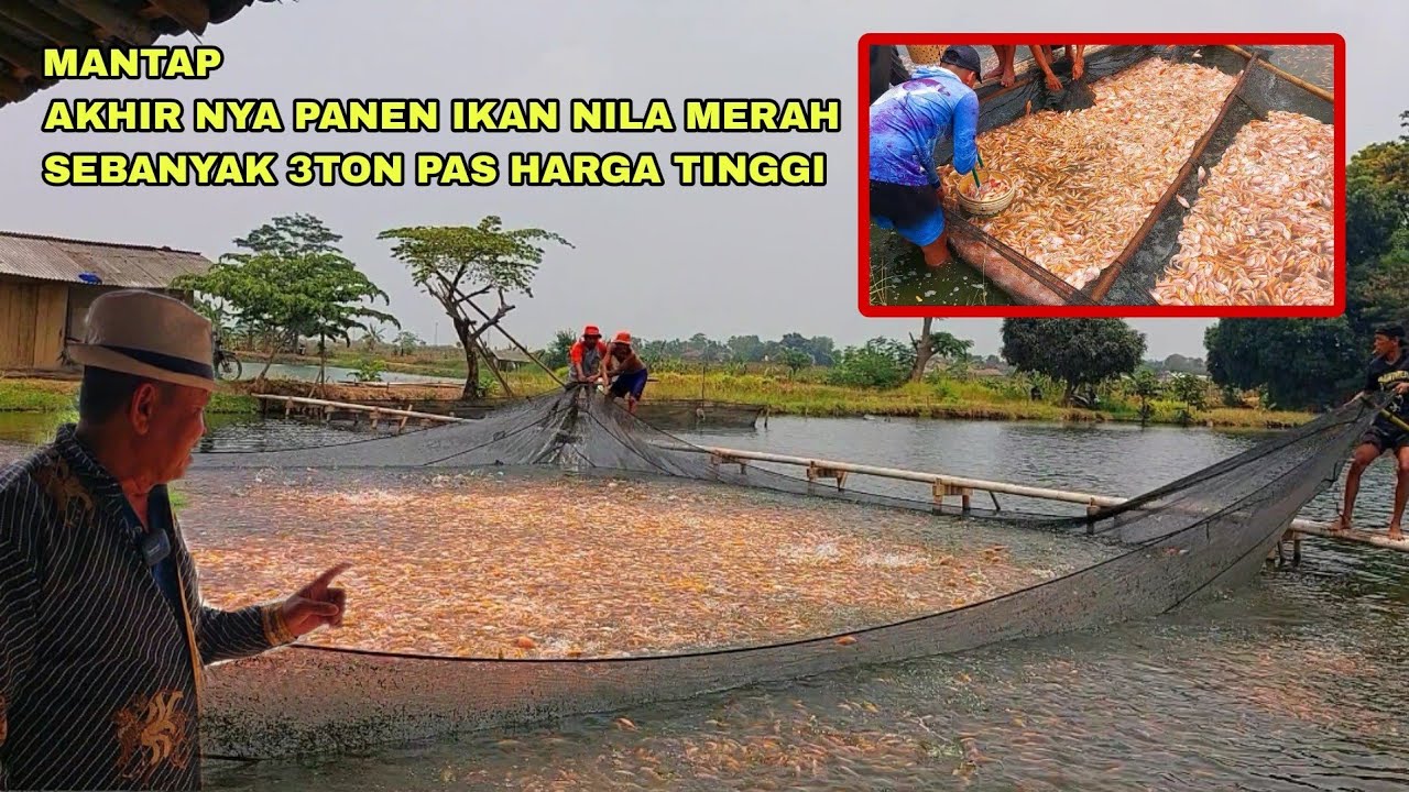 MANTAP, AKHIRNYA PANEN IKAN NILA MERAH SEBANYAK 3TON PAS HARGA TINGGI