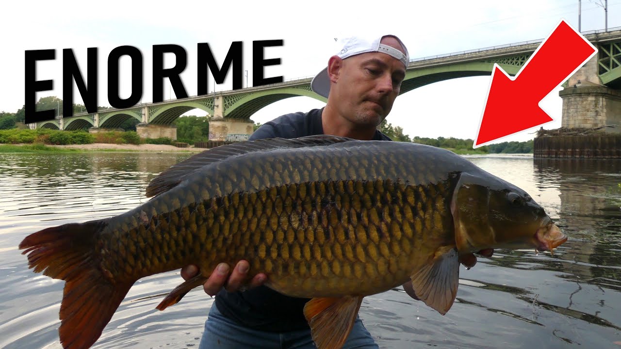 Je pêche des carpes énormes en Loire...Pêche au feeder en rivière