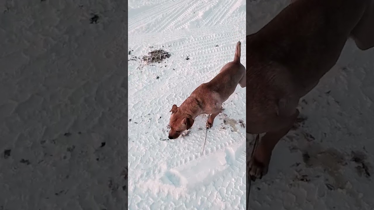 Уточка бегает вокруг #щенячьяжизнь #шорты