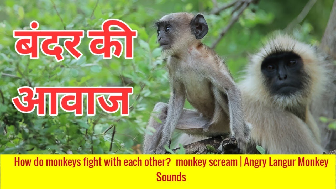 बंदर की आवाज | How do monkeys fight with each other?  monkey scream | Angry Langur Monkey Sounds