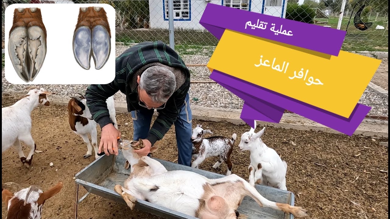 تقليم حوافر الماعز، الأضرار الناتجة عن الرياح القوية في المزرعة، اجراء تعديلات على عش الدجاج (178)