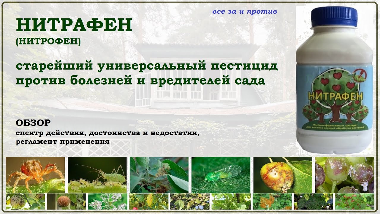Нитрафен (Нитрофен) - универсальное средство от всех болезней и вредителей сада. Стоит ли купить?