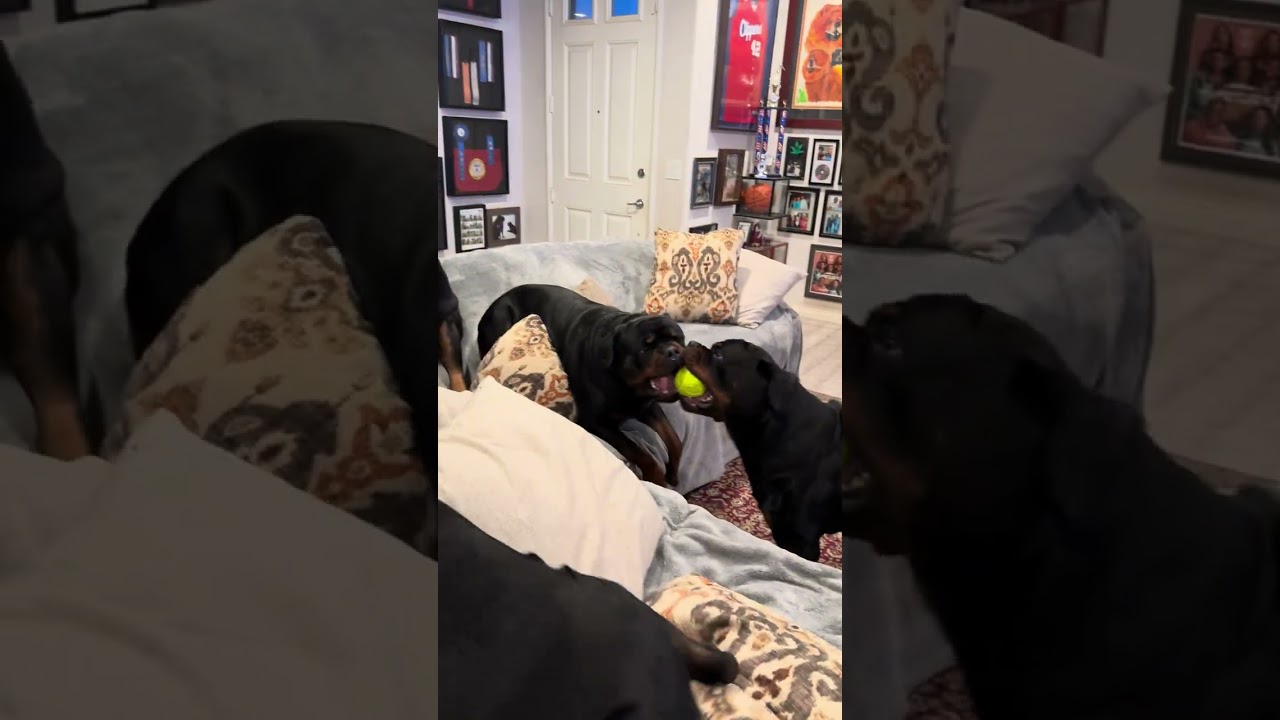 После работы поглаживание живота — обязательное условие для дедушки 😂🐶🐶🐶🐶🐶❤️