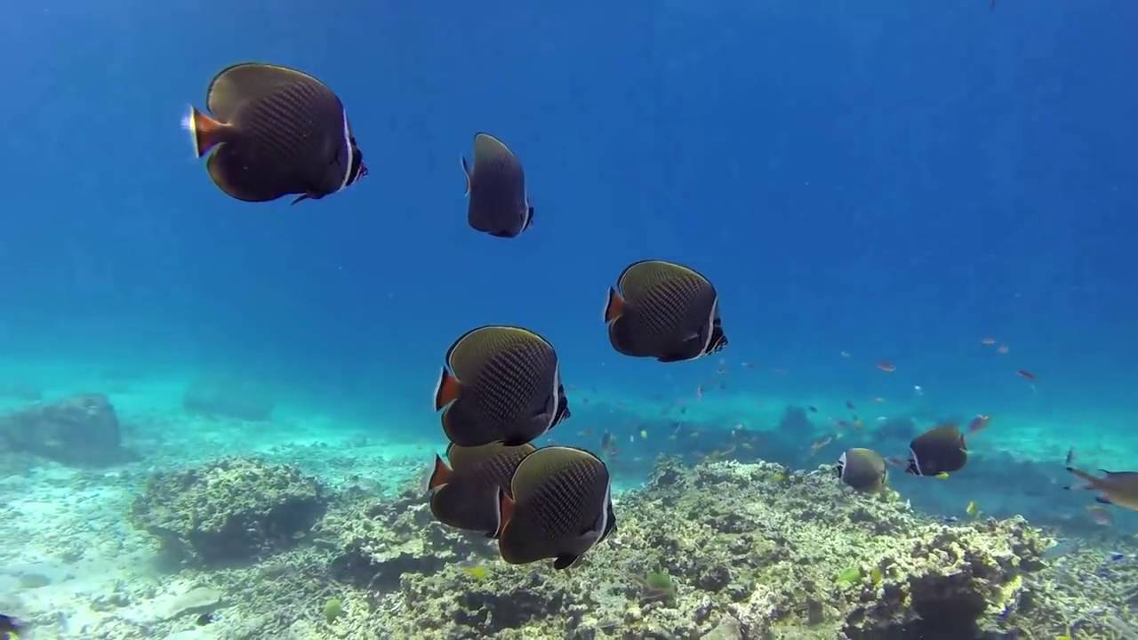 Diving Racha Yai Island Phuket Thailand with GoPro Black Hero3+
