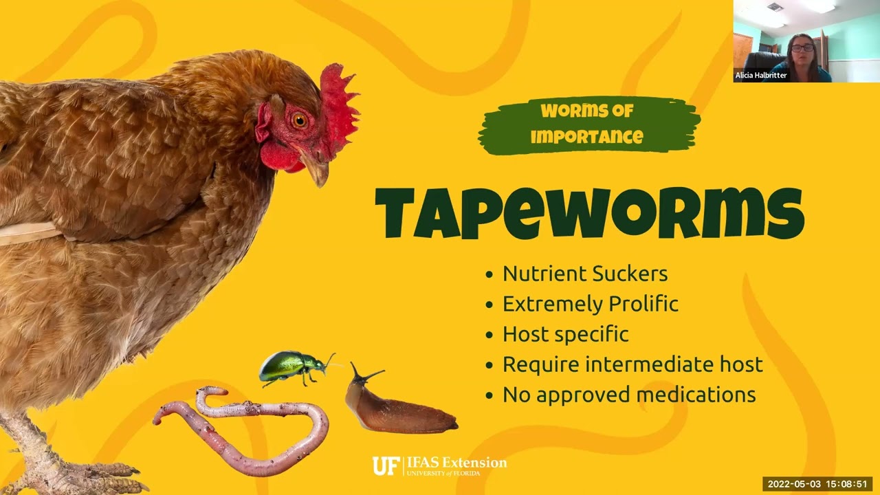 Controlling internal parasites of poultry