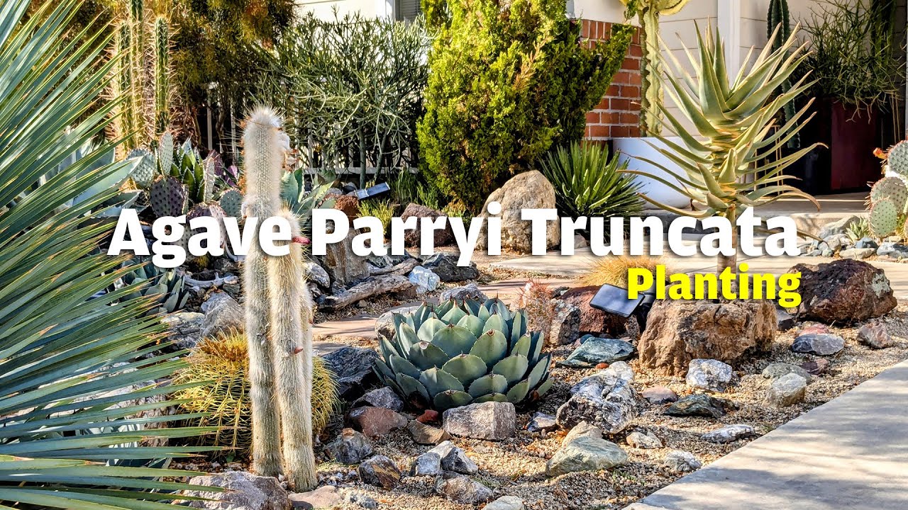 Planting an Agave Parryi Truncata in the front yard