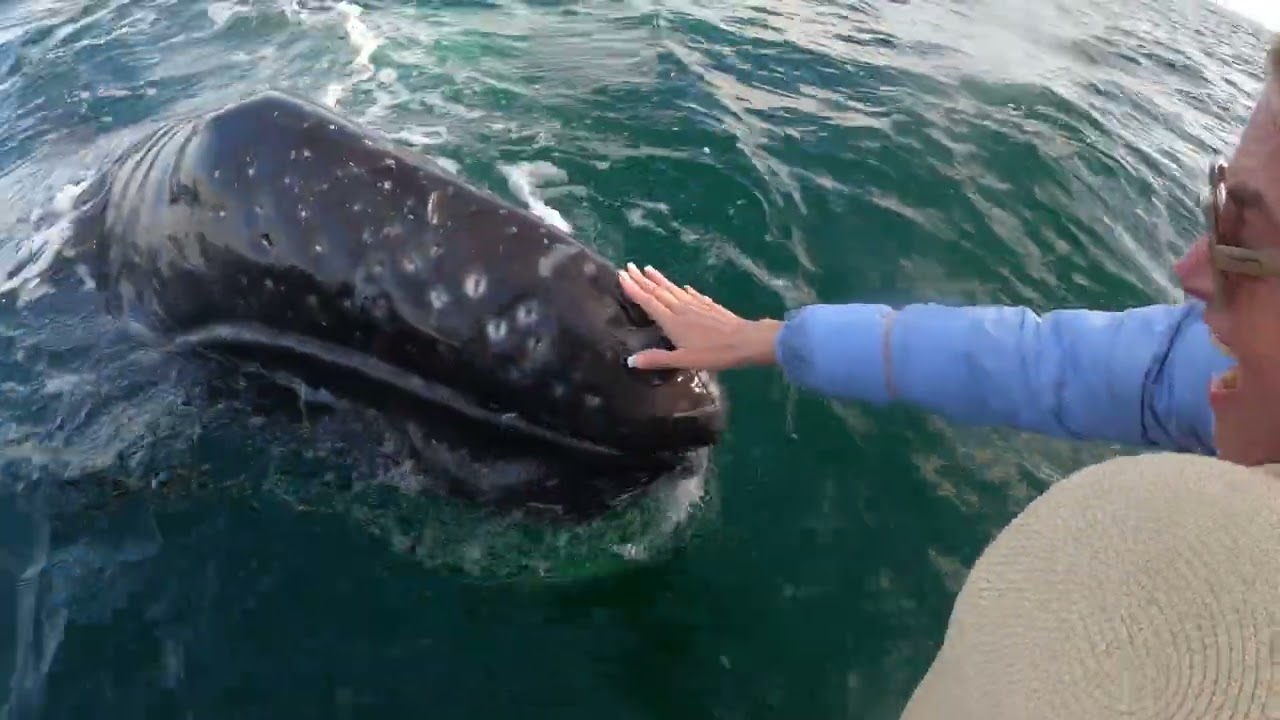 WHALE MAGIC DAY 2 PLAYDATE WITH GREY WHALES