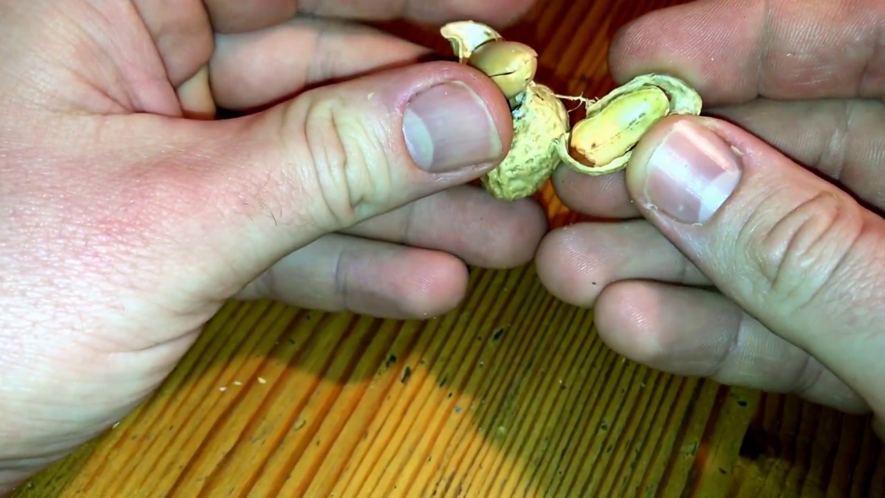 How to open peanuts nut cracking DIY