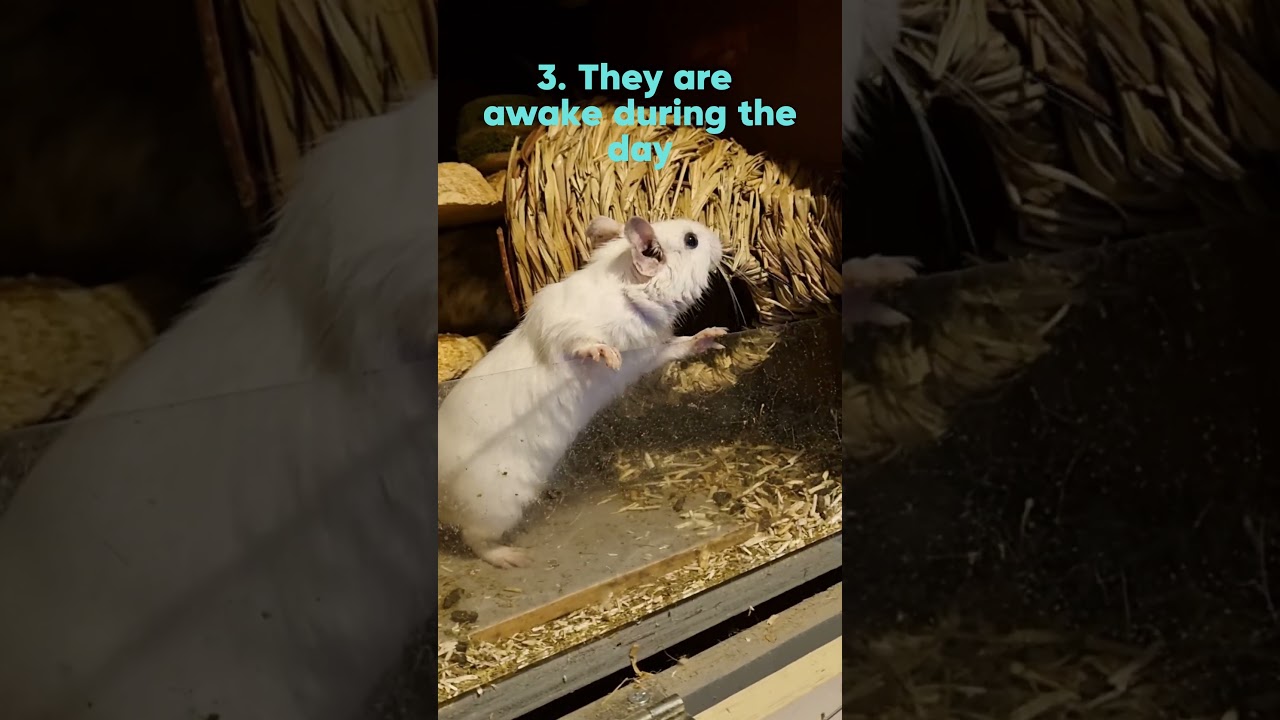 5 reasons degus make great pets #shortvideo #shortsfeed #shorts #short #degu #pets #pet #cute