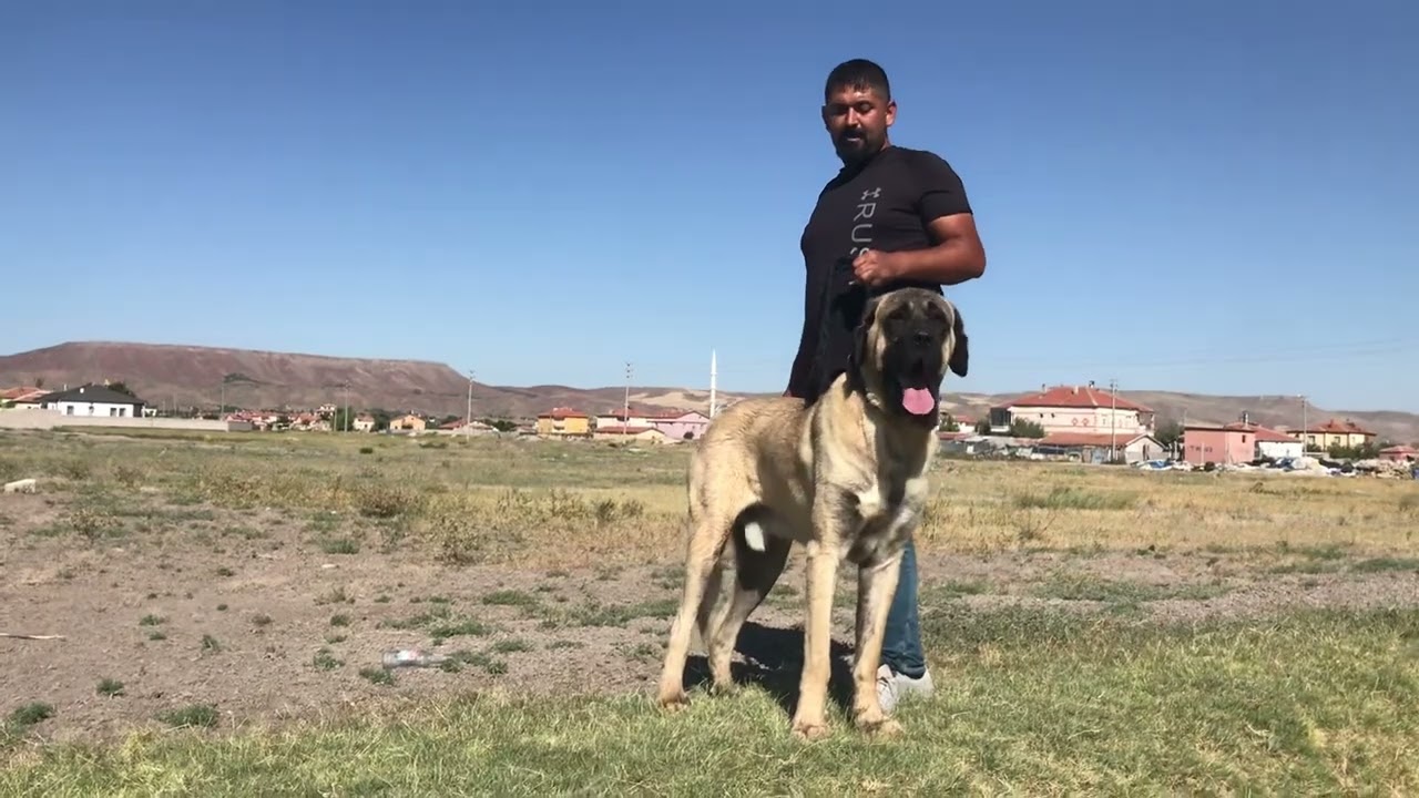 Anlatacak çok şeyler var ama gerek duymuyorum bu camiada